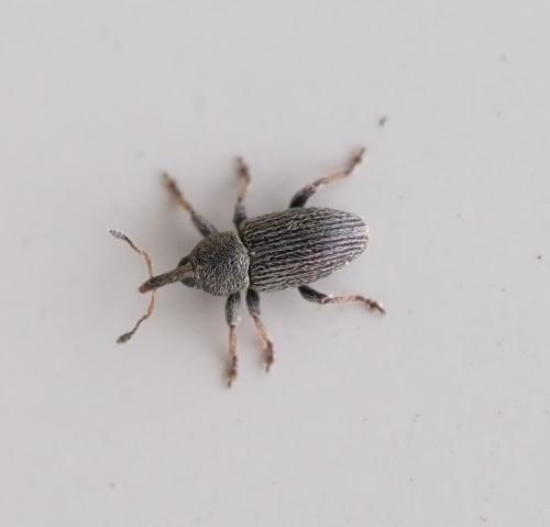 Réf. 250 299 : Mecinus sp.